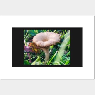 Omphalina Mushroom Photography Posters and Art